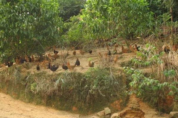 林下養雞技術細則