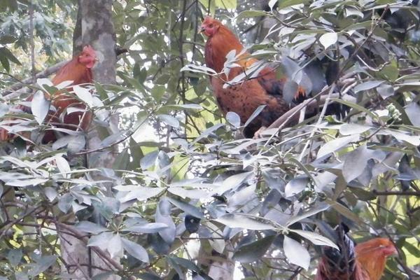 林下養雞技術細則