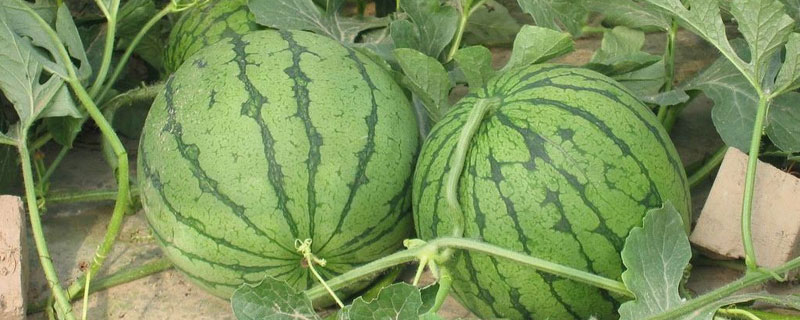 春西瓜的種植時間