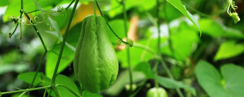 特種種植好項目有哪些