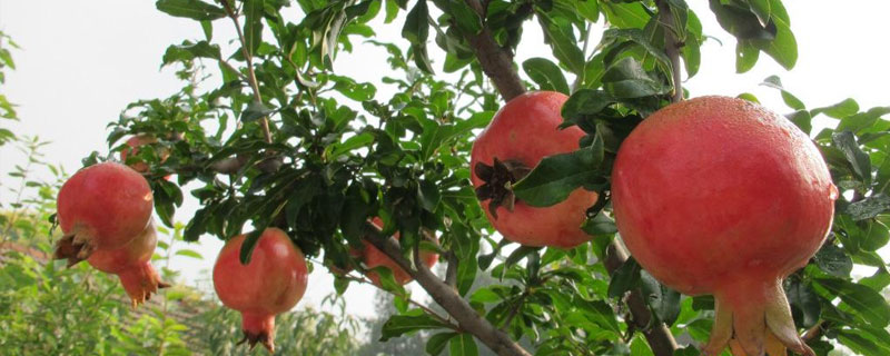 石榴樹施肥時間和方法