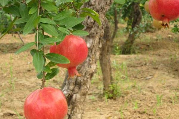 石榴樹施肥時間和方法