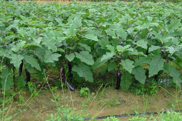 露天茄子畝產多少斤