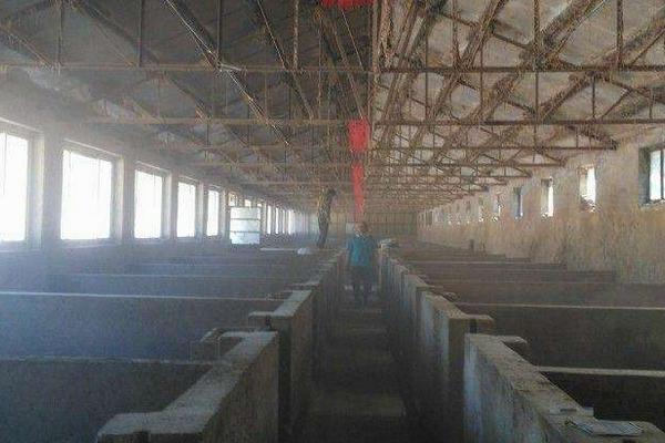 豬場石灰消毒法