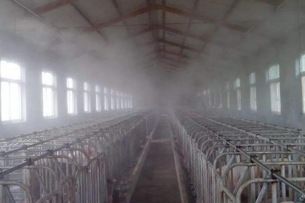 豬場石灰消毒法