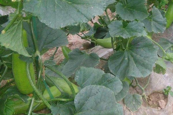 博洋61產(chǎn)量