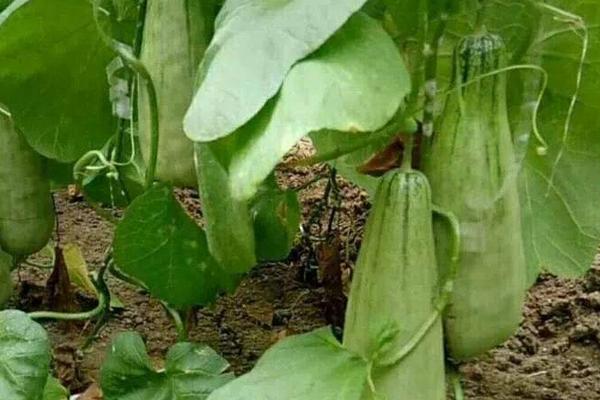 博洋61產(chǎn)量