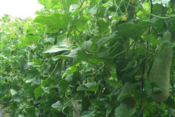 博洋61產(chǎn)量