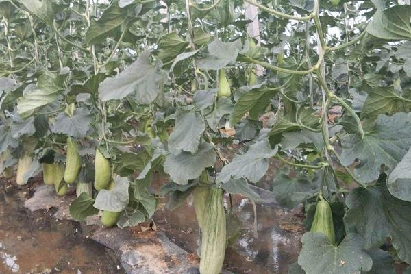 博洋61產(chǎn)量