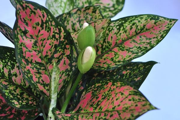 紅葉萬年青的養殖方法