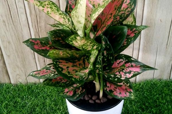 紅葉萬年青的養殖方法