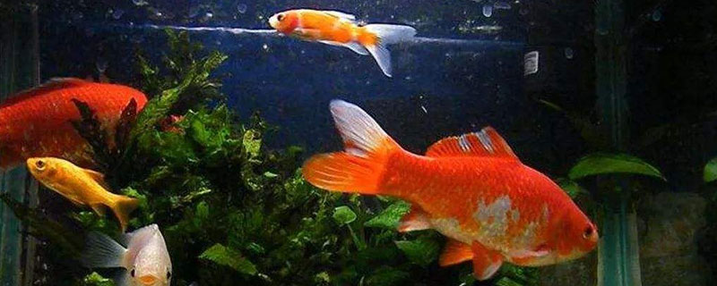 金魚的養(yǎng)殖方法和注意事項