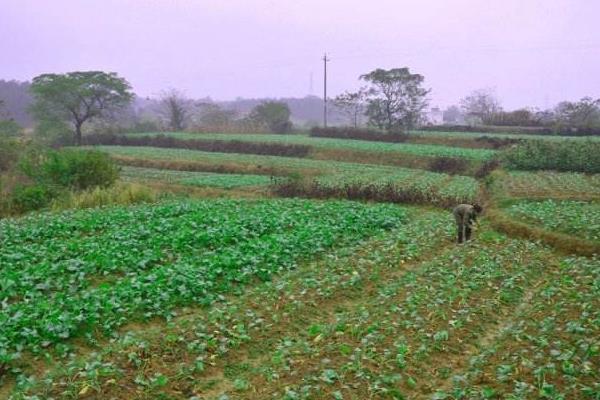 油菜菌核病防治時(shí)間