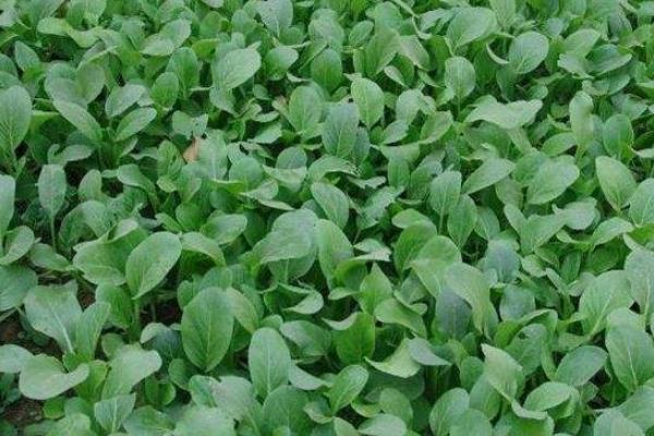 油菜菌核病防治時(shí)間