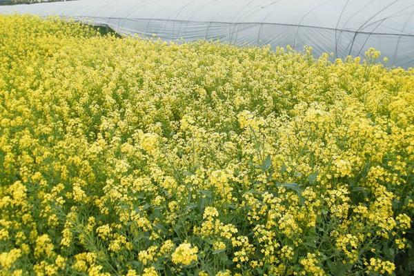 油菜菌核病防治時(shí)間