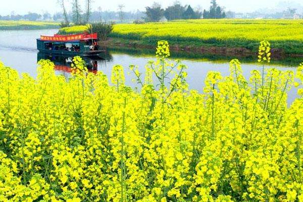 油菜菌核病防治時(shí)間