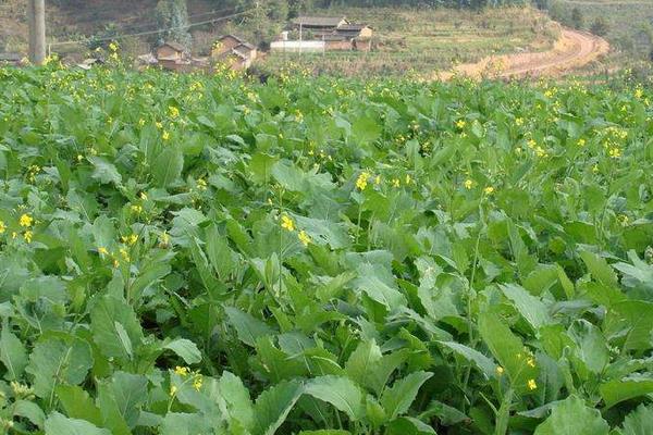 油菜菌核病防治時(shí)間