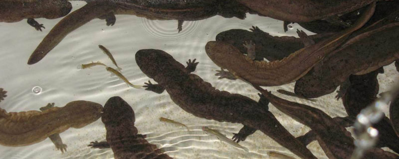 娃娃魚吃什么飼料