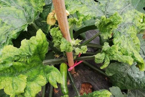 巧治西葫蘆病毒病偏方