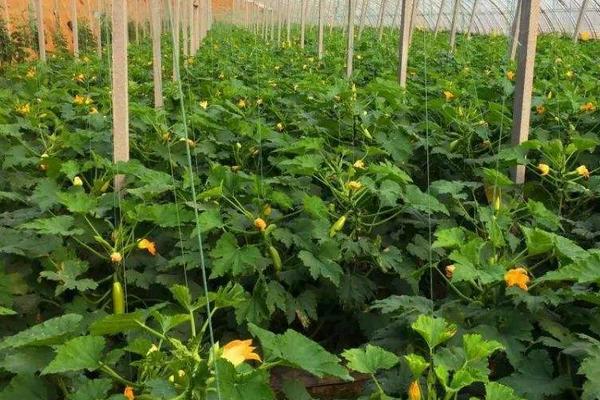 巧治西葫蘆病毒病偏方