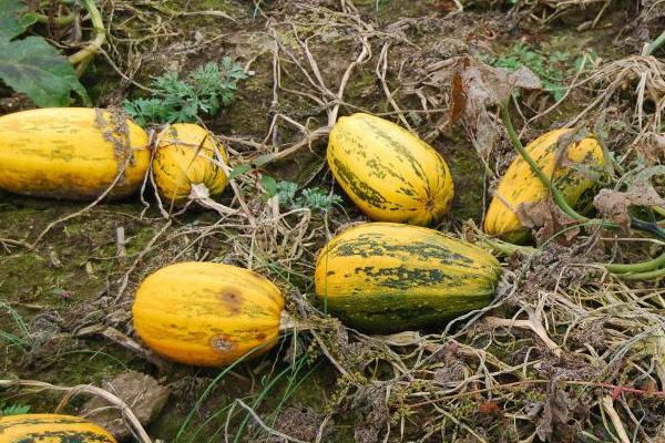 巧治西葫蘆病毒病偏方