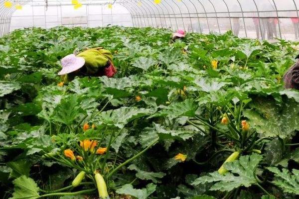 巧治西葫蘆病毒病偏方