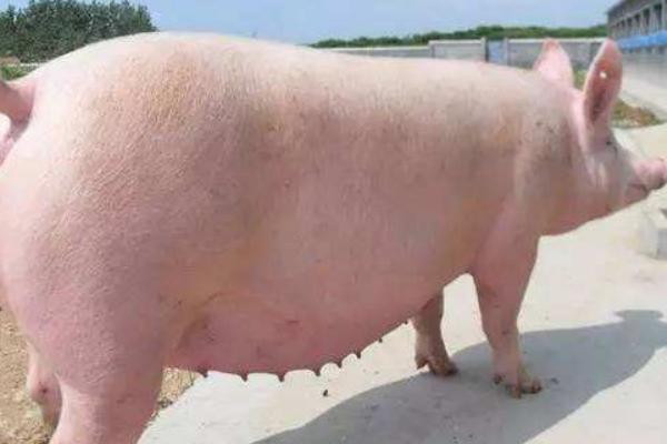 判斷母豬是否懷孕竅門(mén)