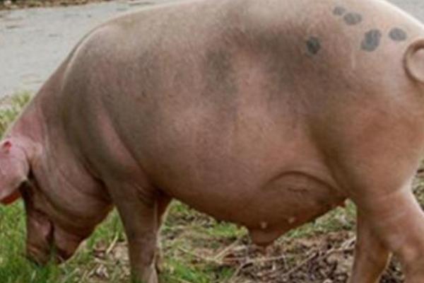 判斷母豬是否懷孕竅門(mén)