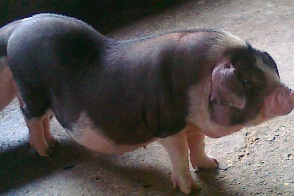 判斷母豬是否懷孕竅門(mén)