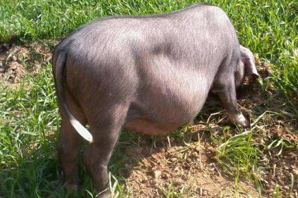 判斷母豬是否懷孕竅門(mén)