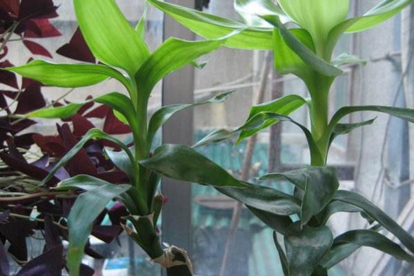 巴西竹的養殖方法