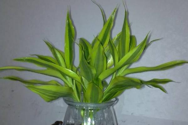 巴西竹的養殖方法