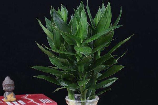 巴西竹的養殖方法