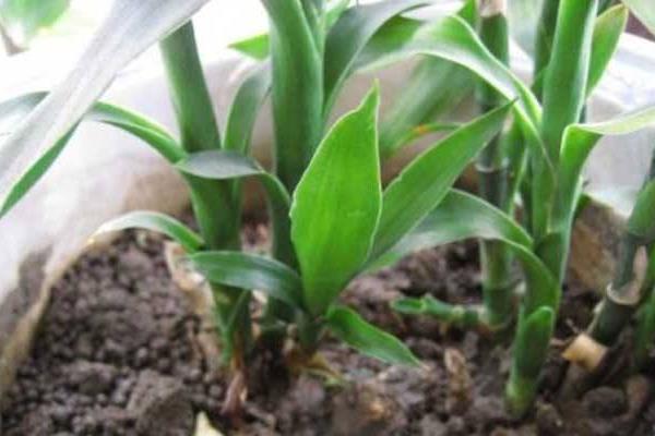 巴西竹的養殖方法