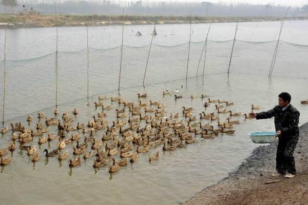 低成本自制鴨飼料