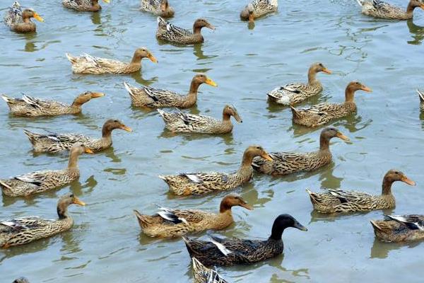 低成本自制鴨飼料