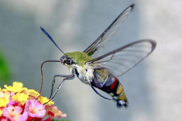 敵百殺蟲劑使用方法