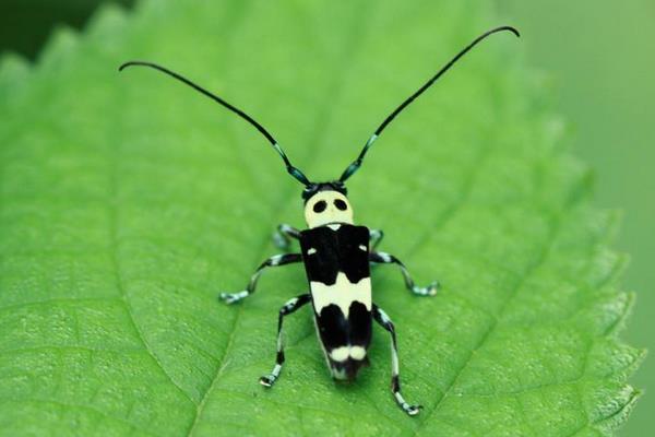 敵百殺蟲劑使用方法