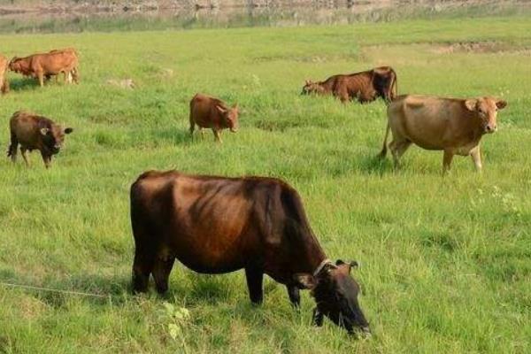 敵百殺蟲劑使用方法