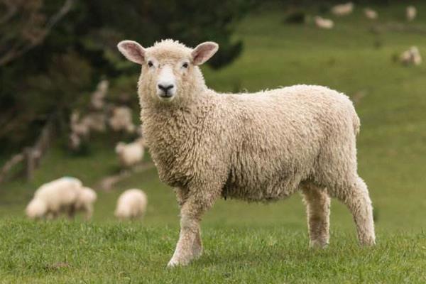 敵百殺蟲劑使用方法