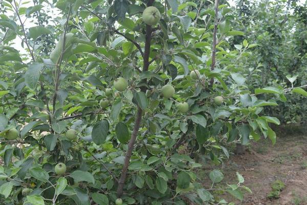 蘋果小葉病的治療方法