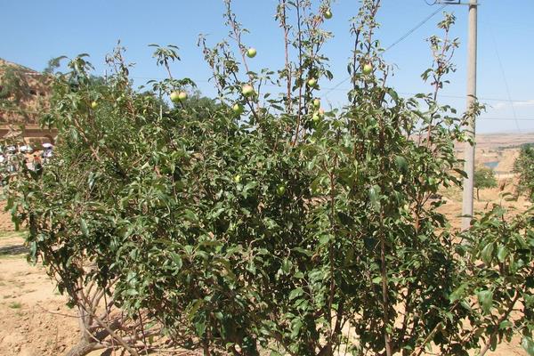 蘋果小葉病的治療方法