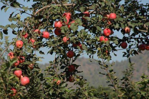 蘋果小葉病的治療方法