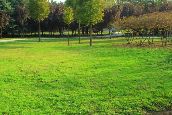 四季青草種子種植方法