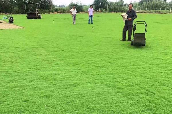 四季青草種子種植方法