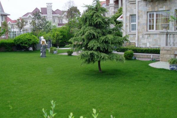 四季青草種子種植方法