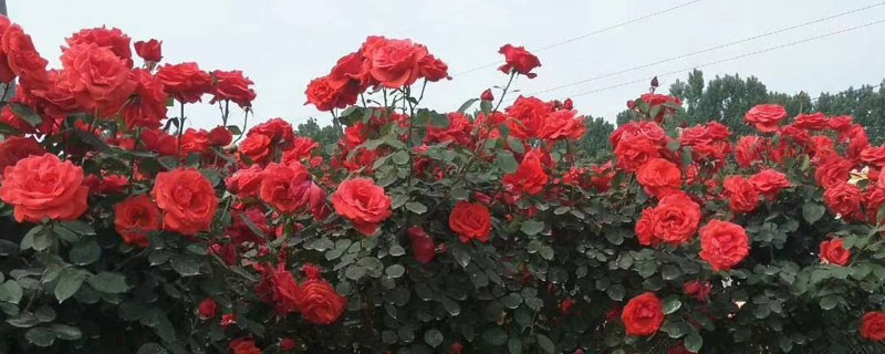 樹樁月季花的養殖方法