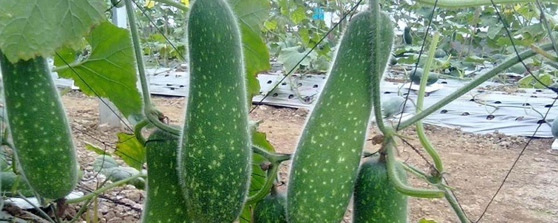 節瓜種植方法和時間