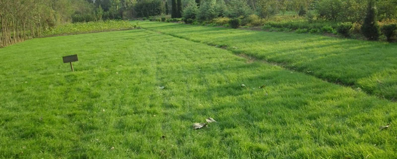 四季青草種子種植方法