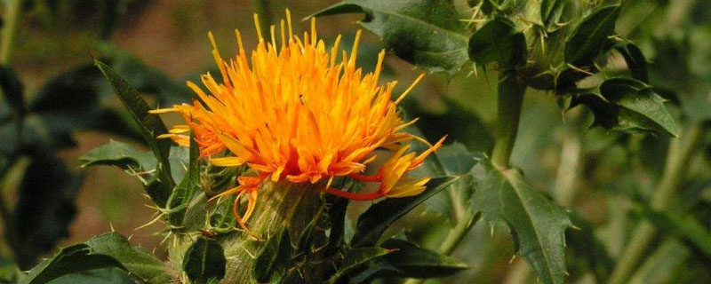 紅花的種植時間和技術(shù)